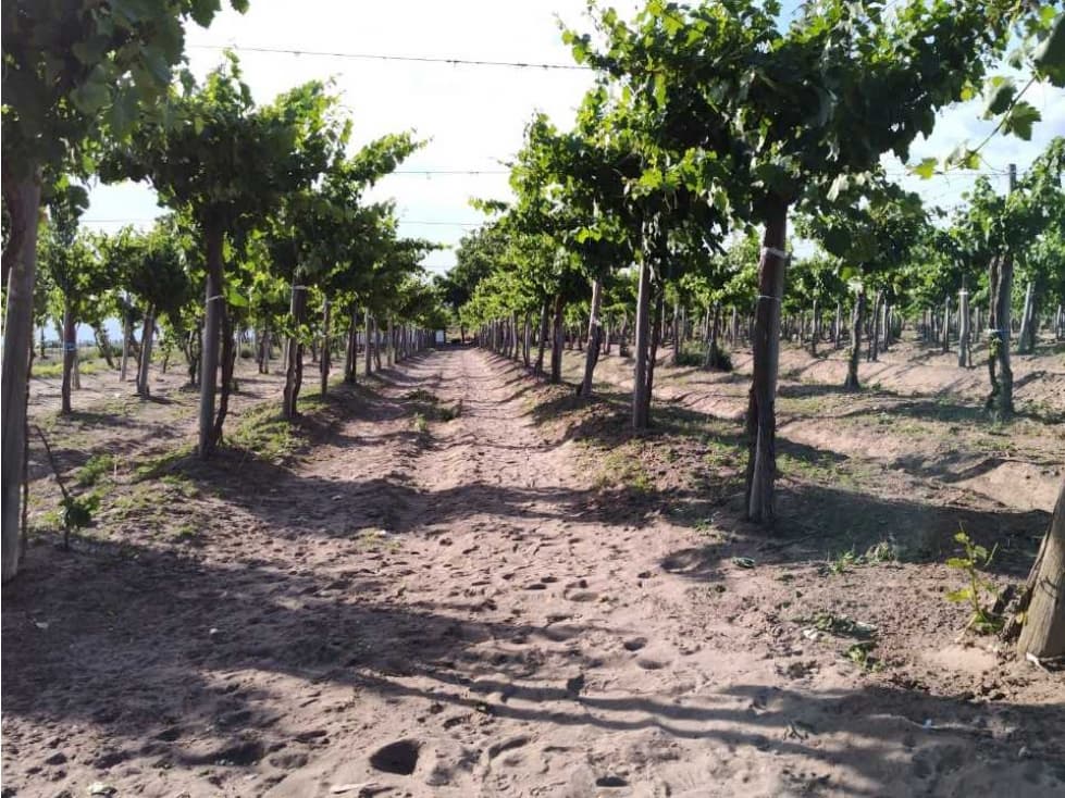 VENTA DE FINCA 61 HAS UBICADA SOBRE RUTA NACIONAL N°7, SANTA ROSA-MZA. - 1
