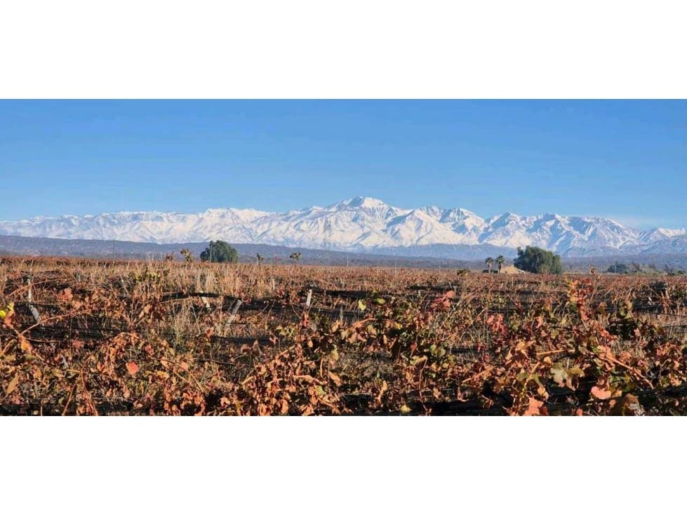 VENTA DE FINCA 90 HAS EN LUJAN DE CUYO - 1