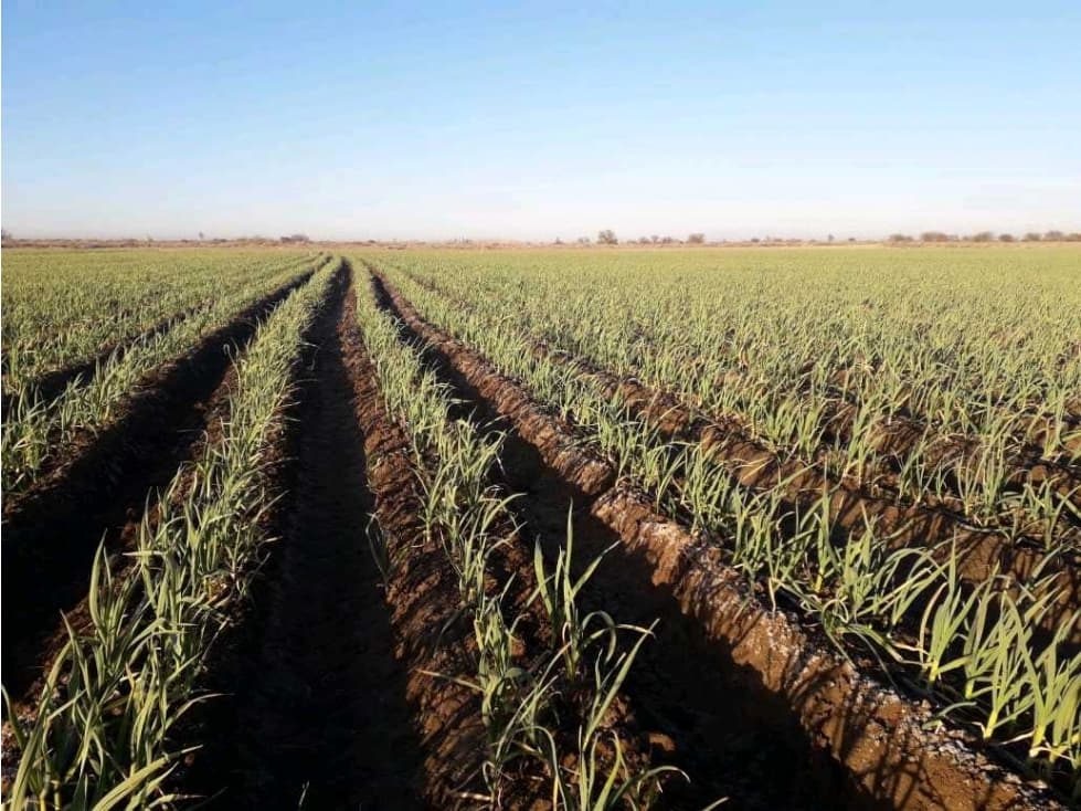 VENTA DE FINCA DE 79 HAS SAN MARTÍN, MZA. - 1