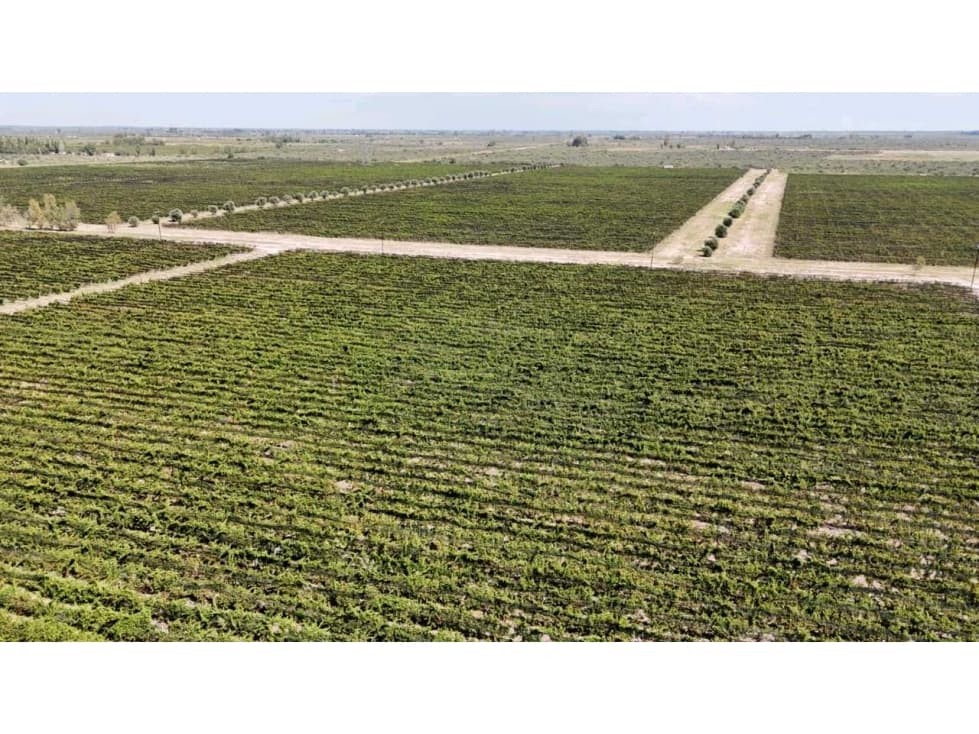 VENTA DE FINCA DE 595 HAS - SAN MARTIN, MENDOZA - 1