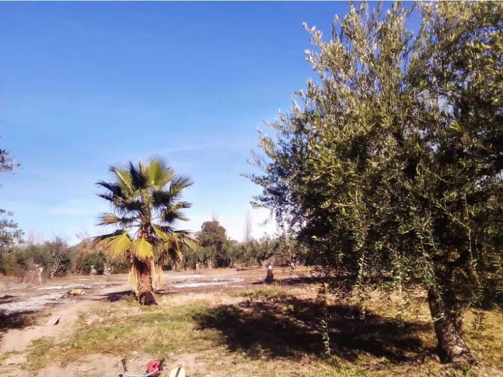 VENTA DE TERRENOS ÚNICOS EN CALLE BRUNO MORÓN, COQUIMBITO-MAIPÚ - 1