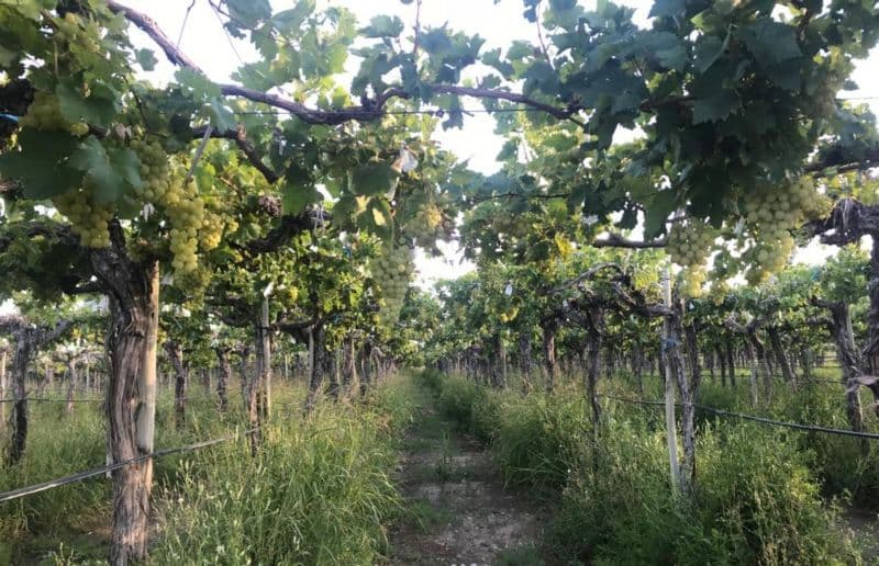 Av Aberastain y P Gil - Cristina Luluaga Propiedades - 1