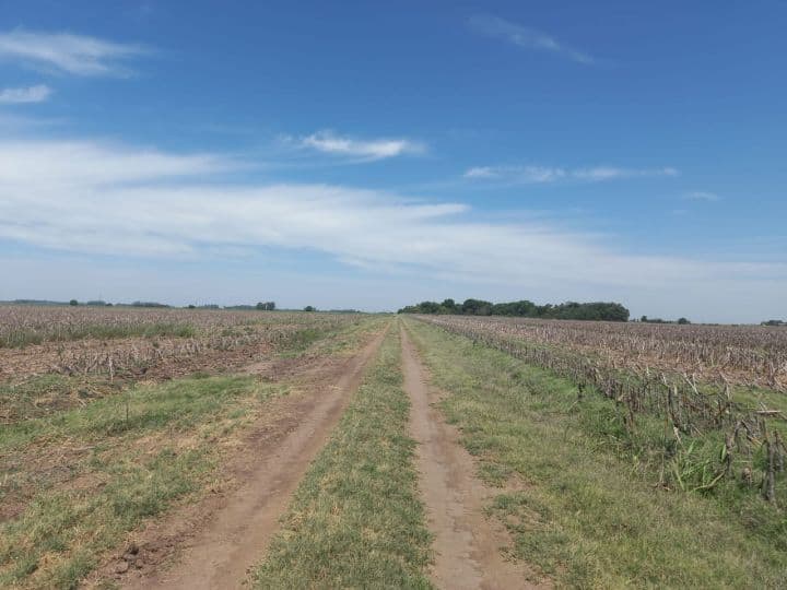 714 has ganaderas Zona Firmat - 1