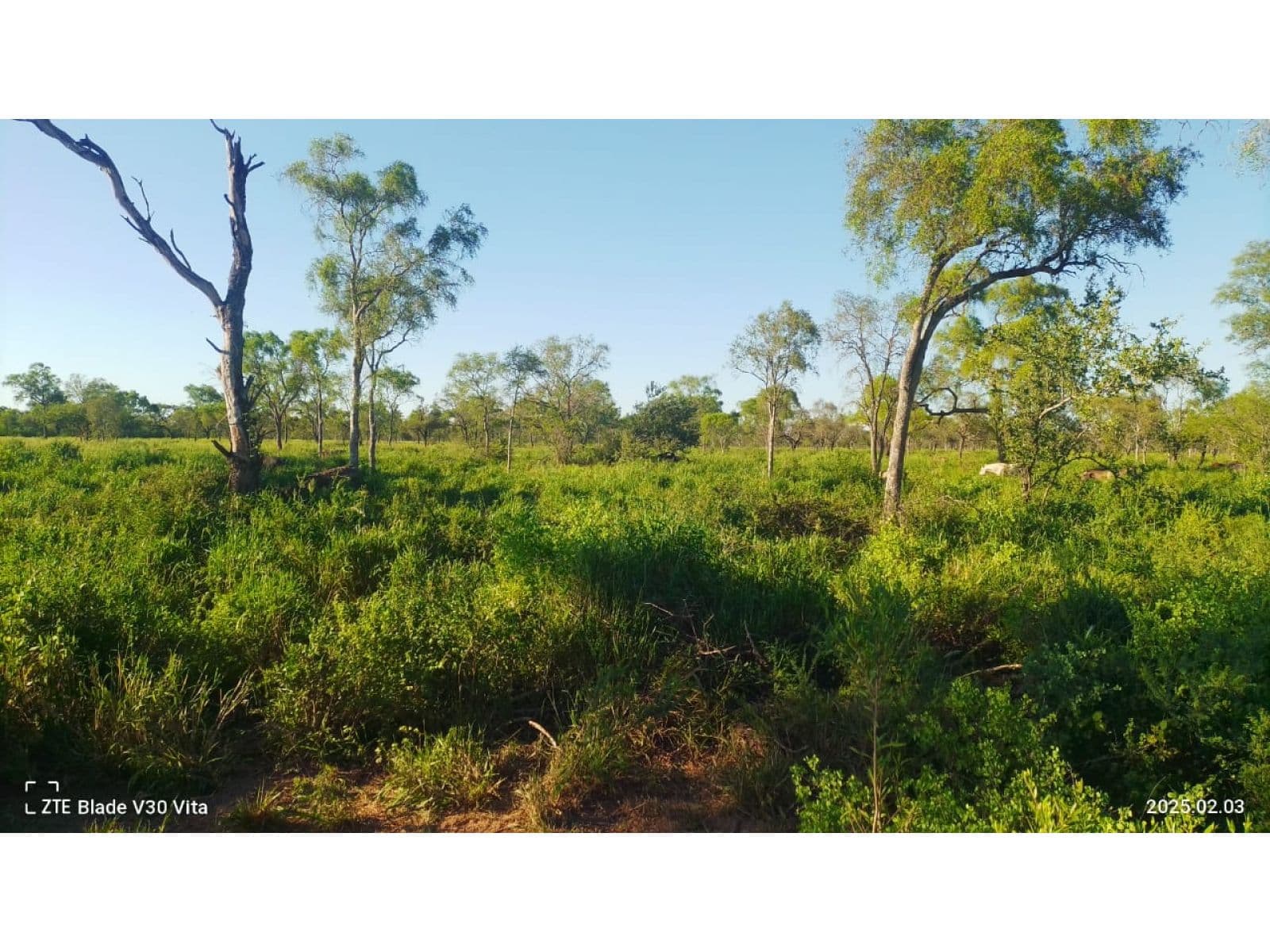 Venta de campo ganadero 1.200 HAS Figueroa, Santiago del Estero - 1