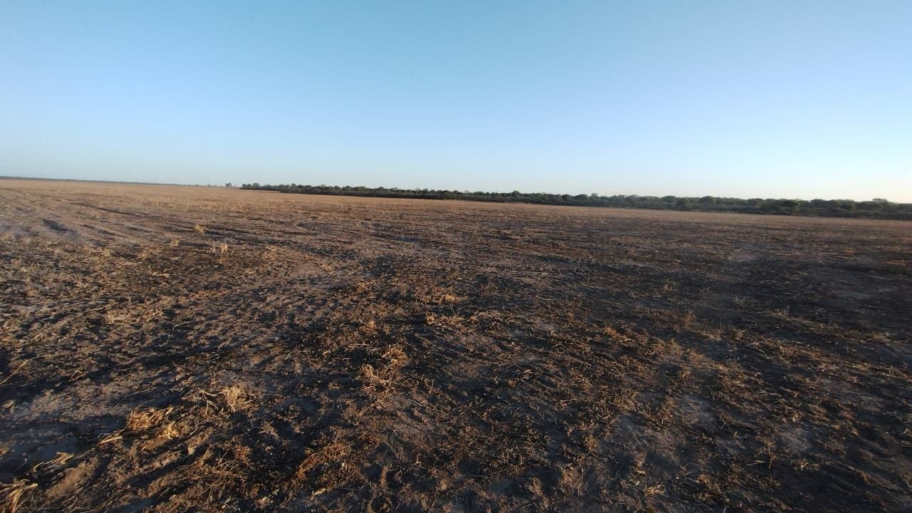 Campo de 586 HAS en Guasayán, Santiago del Estero - 1