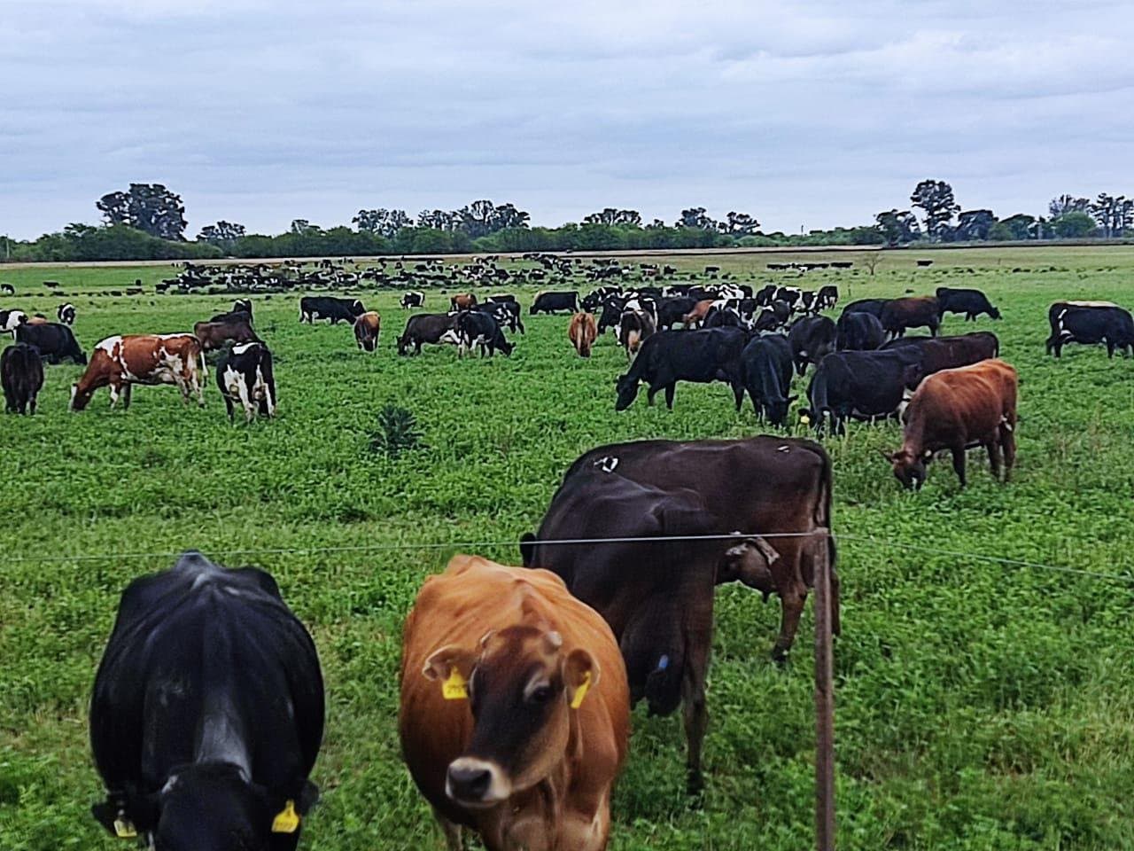 Tambo Fondo de comercio en venta Navarro Provincia de Buenos Aires - 1