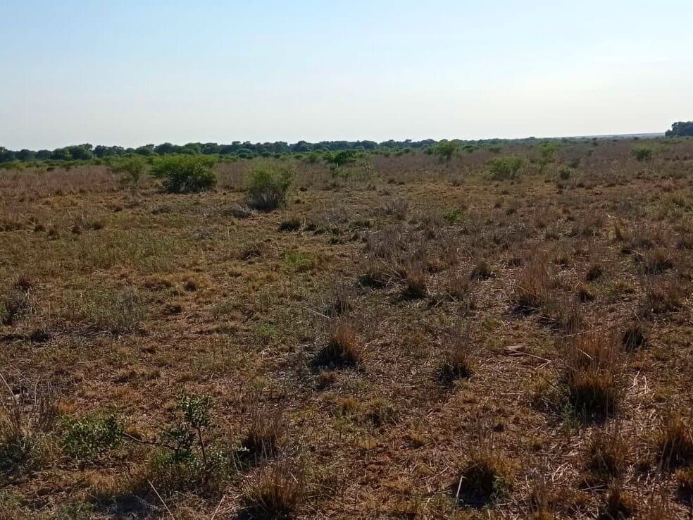 PUESTO DE CASTRO 350 HA - 1