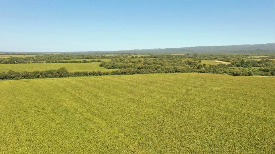 LOS MOLINOS 136 HA - 1