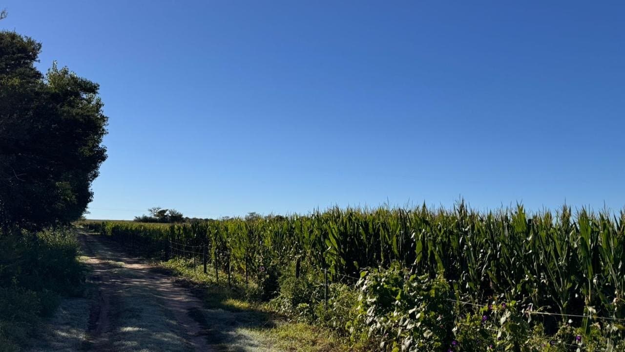 VENTA DE CAMPO AGRÍCOLA LOS MOLINOS - 1