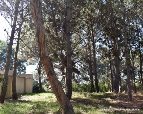 LOS SAUCES ENTRE ROTONDA Y ALAMEDA - 1