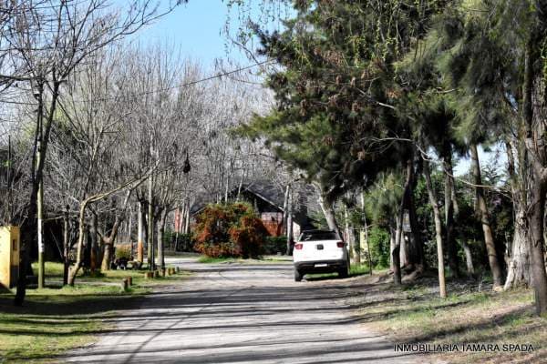 LAS CATALPAS Y ALAMOS DE PRIMAVERA - 1