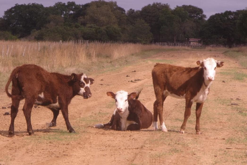 Campo mixto en venta - 2.270 ha en Corrientes con gran potencial productivo - 1