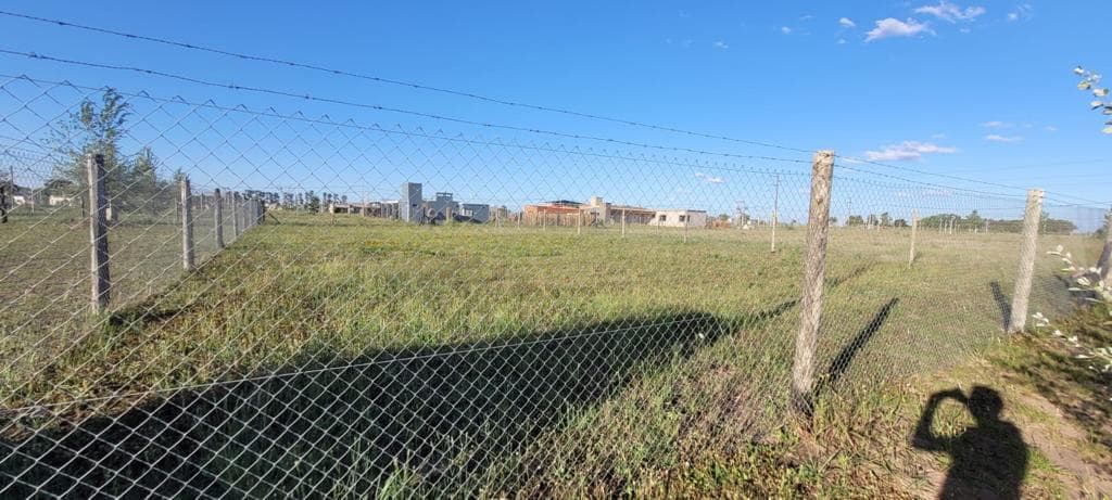 Campo - Pergamino - 1