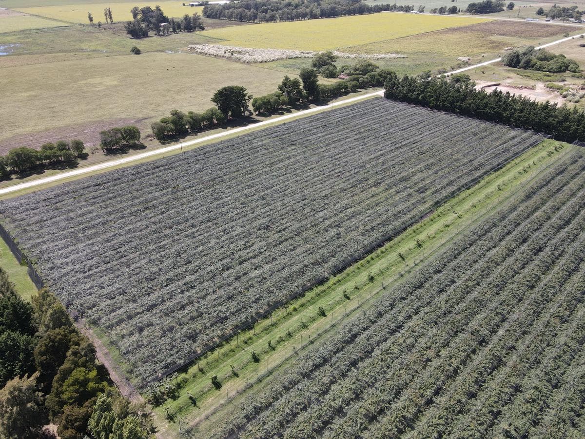 10Ha - Agrícola - Miramar - 1