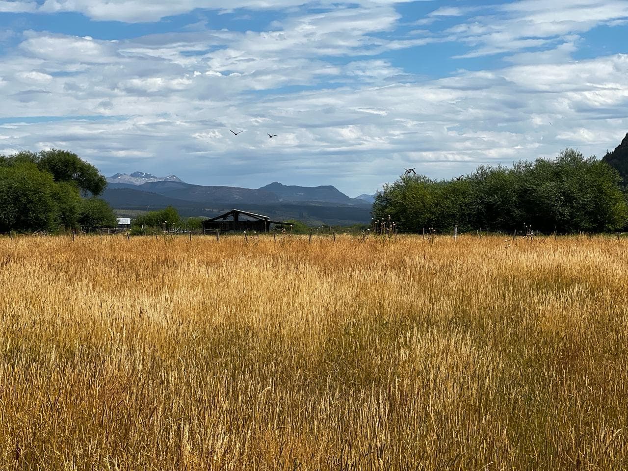 Campo en El Cajón, Cholila - 1