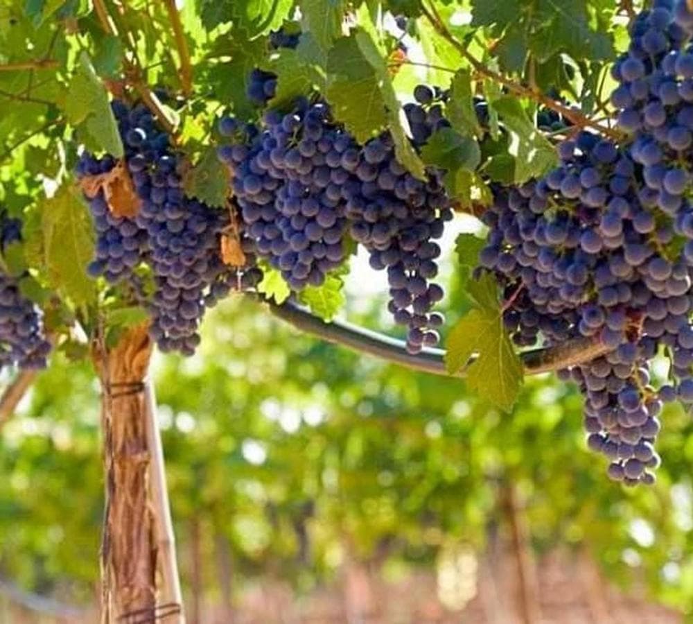 Finca s/lote 50 Has- Venta- Calingasta- San Juan - 1