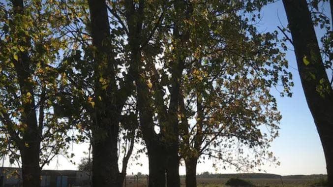 Campo venta - 71,2 x 224 Mts - 1,6Hectareas - Pergamino - 1