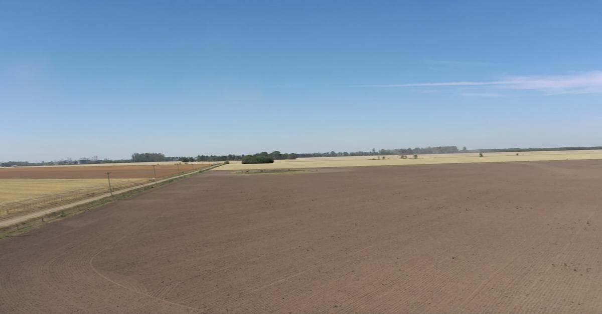 Campo - Pergamino - 1