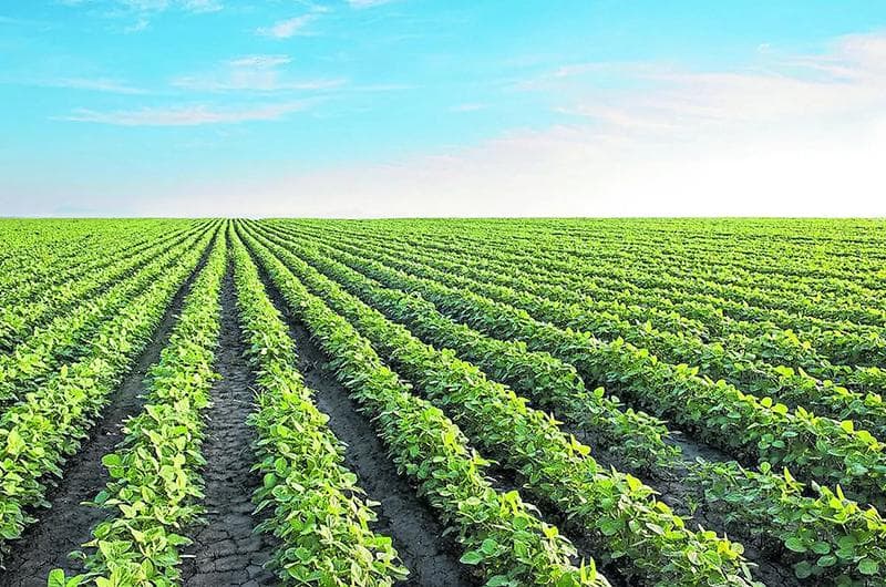 Campo - Carcaraña - 1