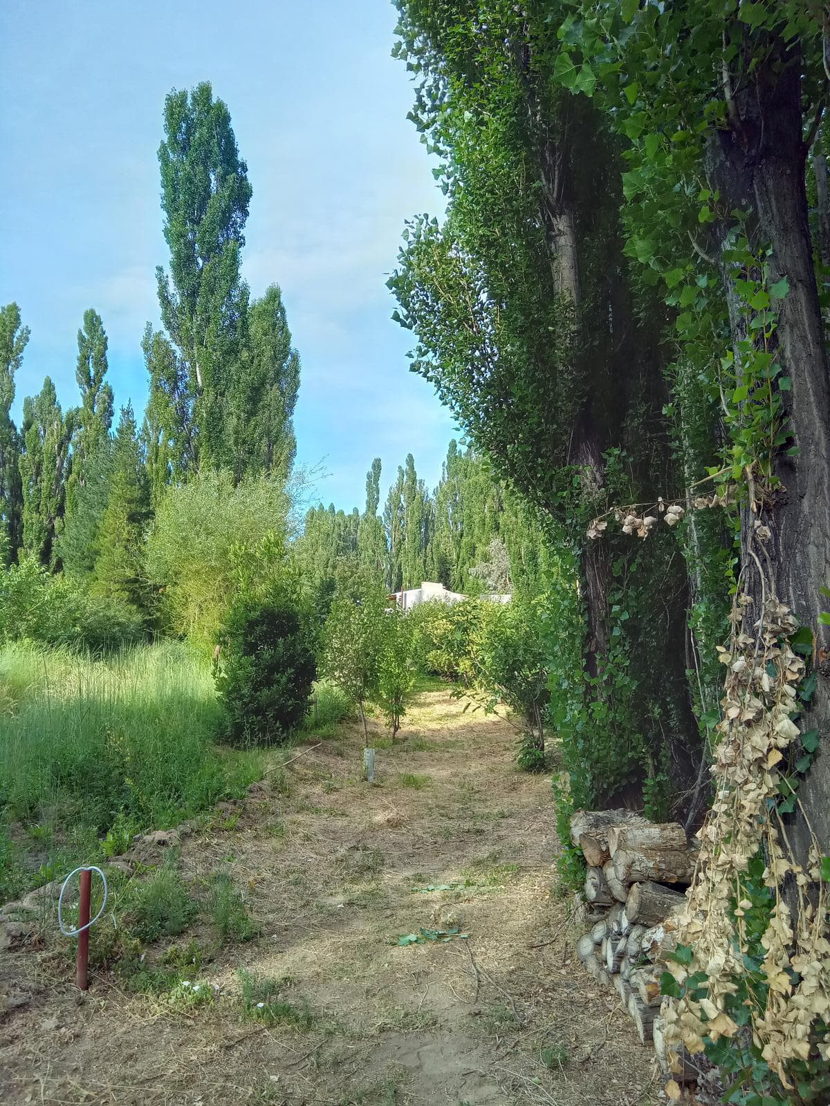 Chacra en costa de rio Chubut - 2