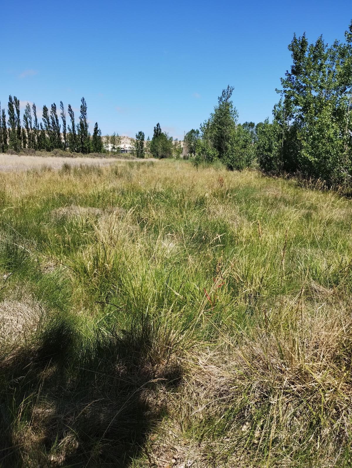 Chacra con cortina de Álamos zona Cancha de Racing , detrás de estación de servicio. - 1
