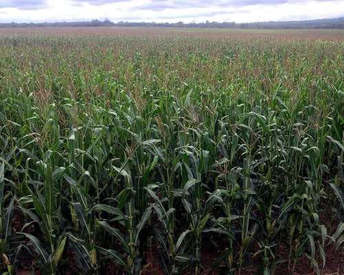Campo Rosario de la Frontera - 1