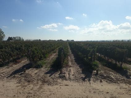 Bodega - Ugarteche - 1