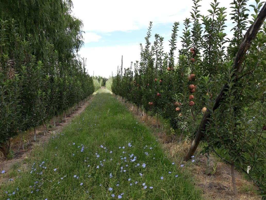 CHACRA EN CIPOLLETTI Calle Rural A11, A 800 metros Ruta Provincial 151 , km 7, Cipolletti - 1