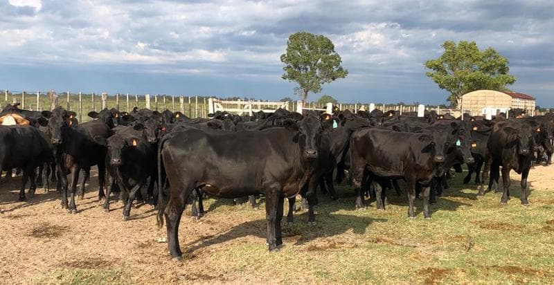 4338 ha ganaderas sobre Río Salado. Zona Argentina/Selva, Santiago del Estero. - 1