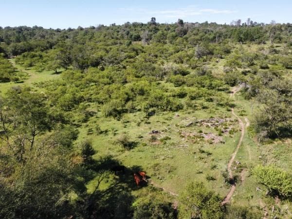 REAL OPORTUNIDAD | CAMPO DE 125 HAS EN CERRO PELADO | VISTA AL LAGO | VALLE DE CALAMUCHITA - 1