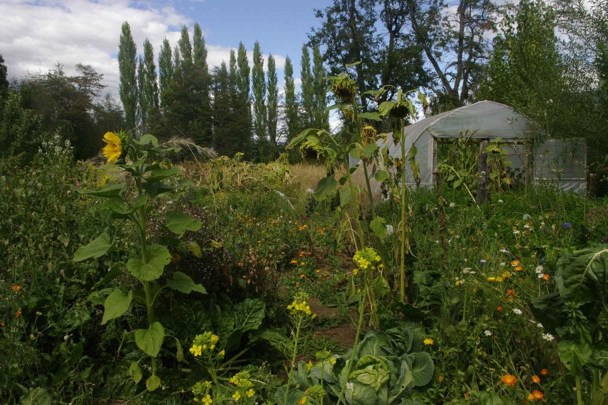 Chacra - Mallin Ahogado - 2