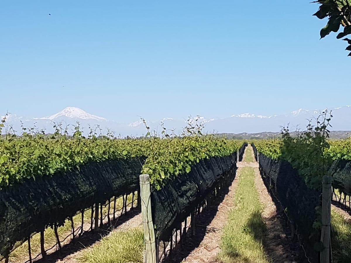 Finca de 23 Has en venta en Mendoza - Viñedo Premium de Altura - 1