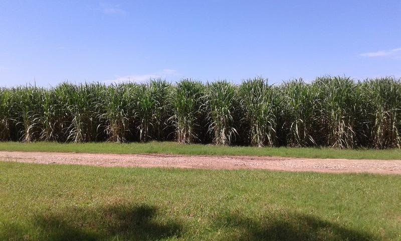 Campo - Colonia Santa Rosa - 1