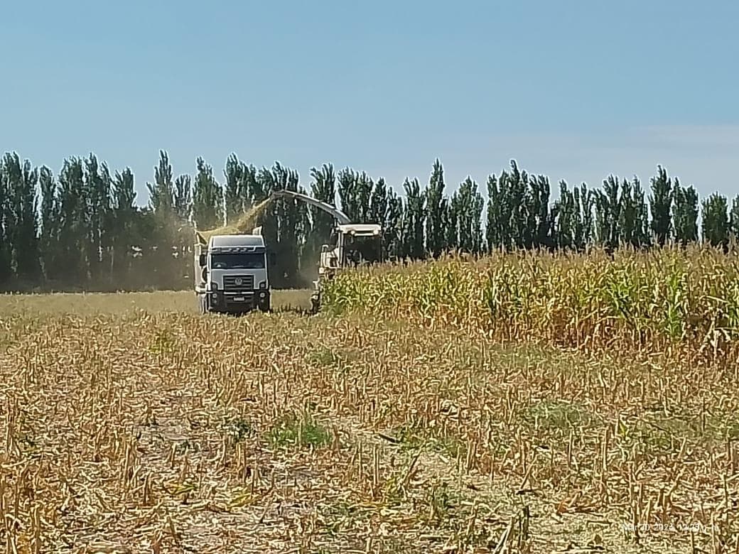Chacra de 26 has en Mendoza, Gral Alvear. hoteleria de animales y producción Forrajera. - 1