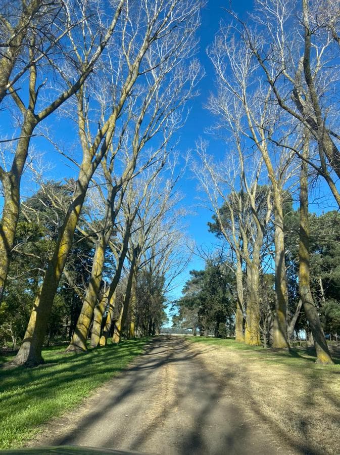 410 Has - La Ballenera - Gral Alvarado - 1