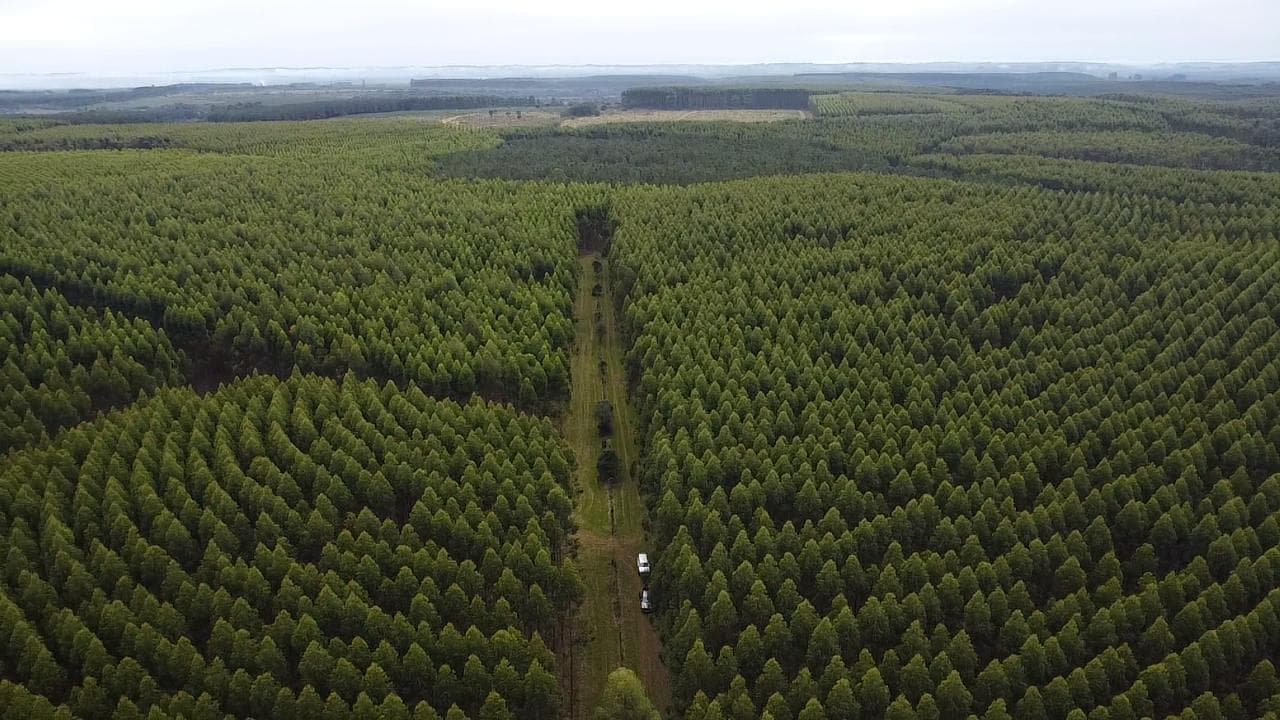 Campo en venta de 1017 has, Forestal mixto 80 % aprovechable, Virasoro Corrientes - 1