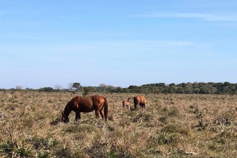 Corrientes I Campo 4168 ha - 1