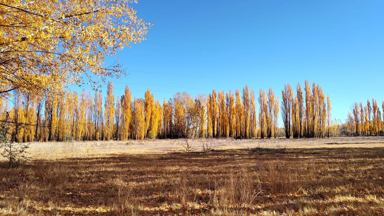 Chacra 7 has en Picún Leufú - 1