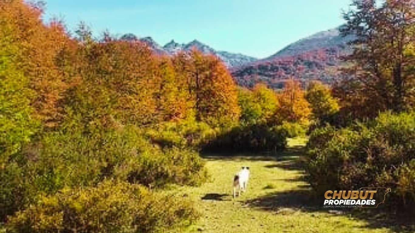 Chacra en Trevelin - 1