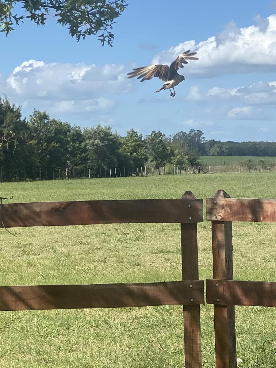 Campo en Curuzu Cuatia - 1