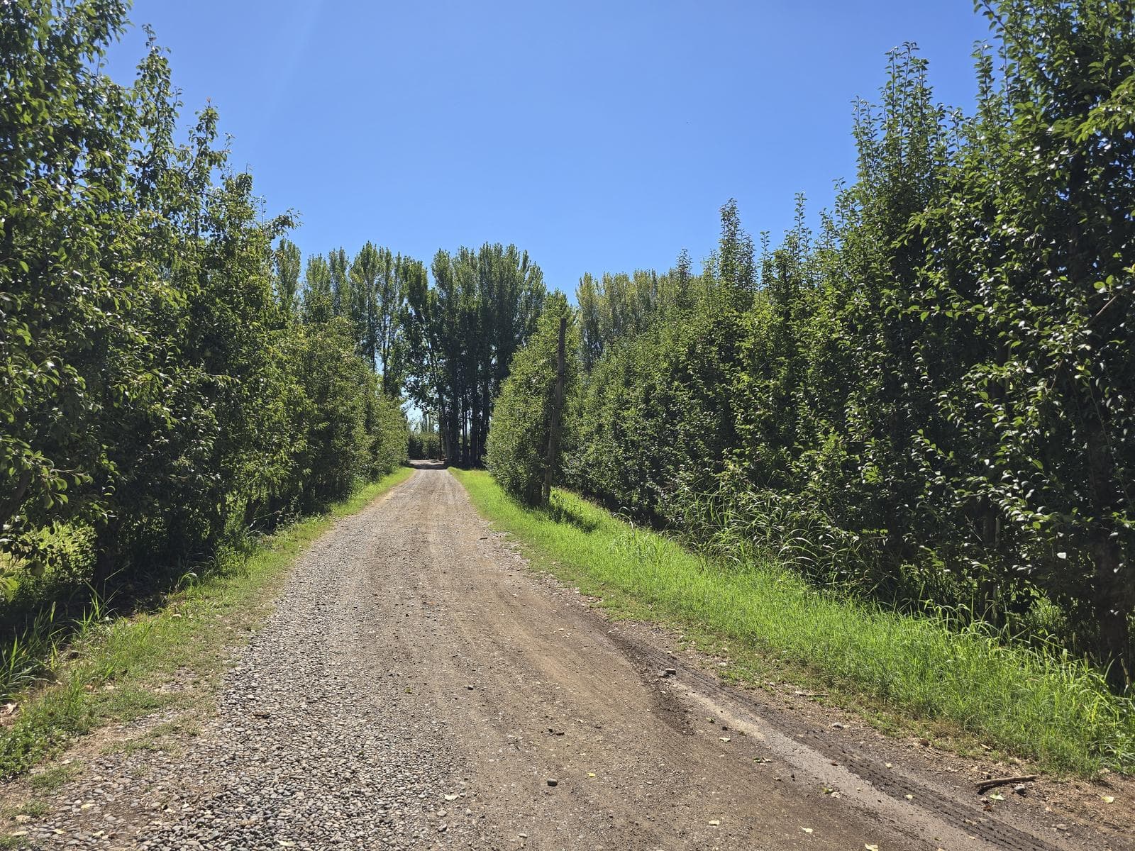 VENTA CHACRAS Ruta 151 zona 4 esquinas Cipolletti - 1