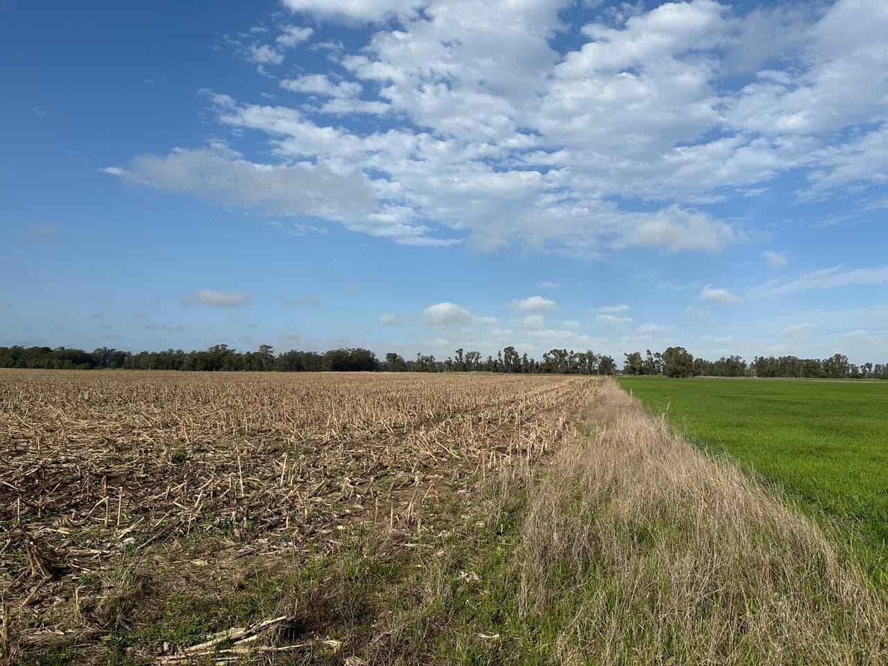 Campo Papero en Venta 82 Has Miramar - 1