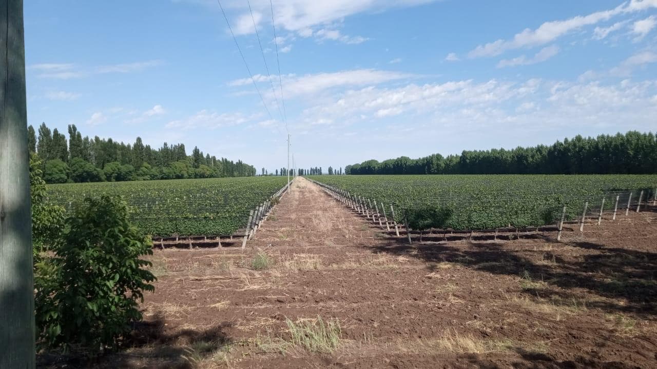 Finca Productiva en San Rafael, Mendoza - 1