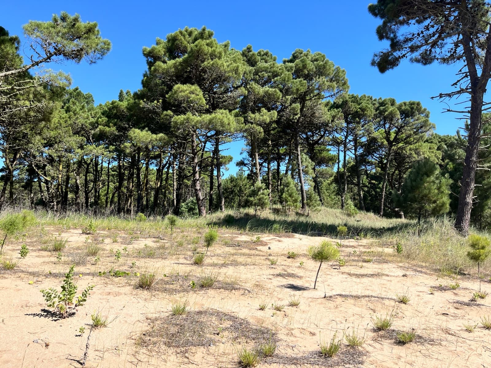 lote en venta en Barrio Bosques Pinamar Norte - 1