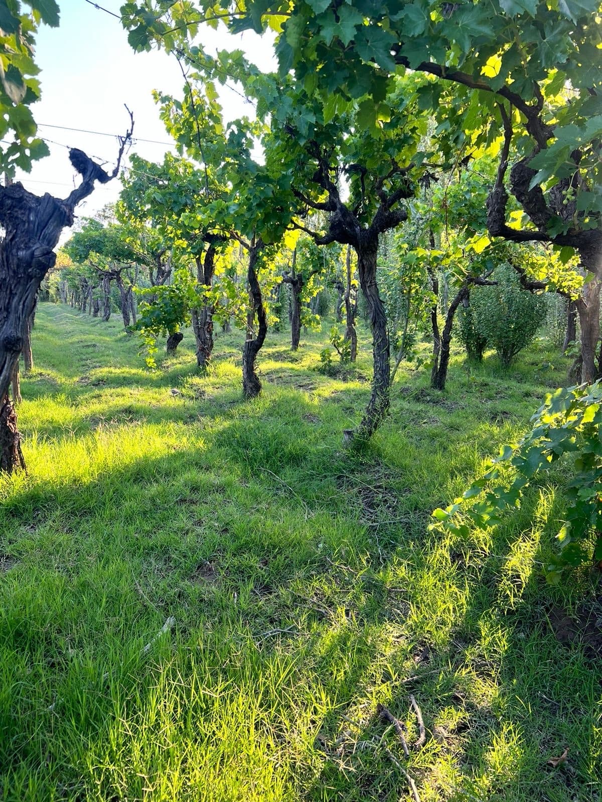 Venta de Terrenos Financiado en San Rafael Mendoza - 1