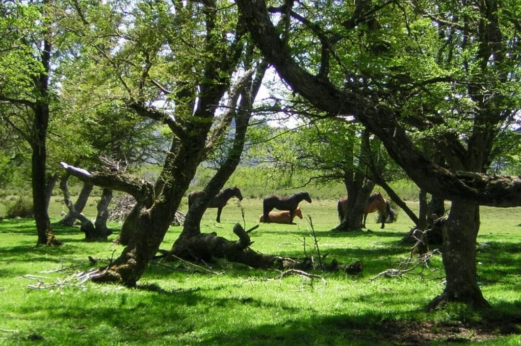 Venta de chacra en Río Pico Chubut - 1
