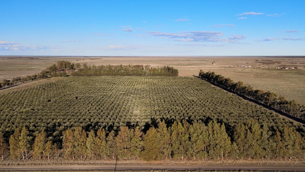 Chacra de Olivares en venta a 5km de Viedma - 1