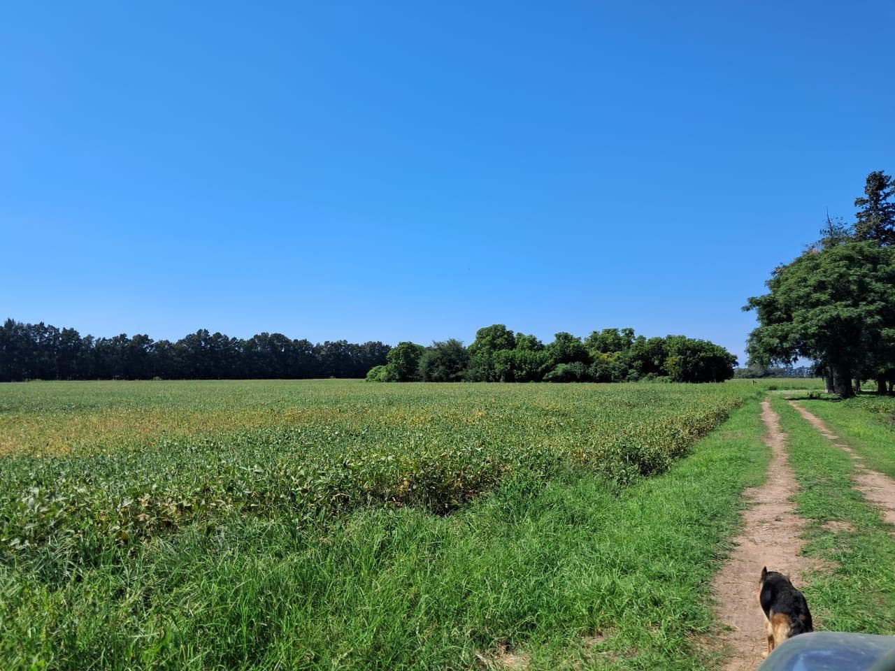 Campo en venta de 44 has Agricolas en Baradero - 1