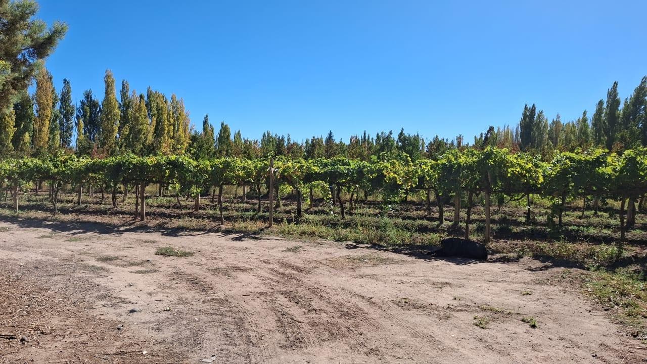 En Venta, Chacra, Limite Neuquén y Plottier, Calle Rio Colorado - 1