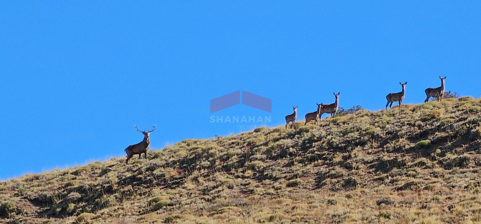 Campo 3.500 has en Río Negro - 1